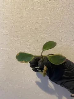 セール　レアホヤ　Hoya diversifolia variegatedのサムネイル