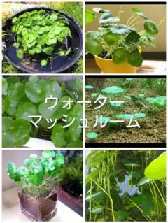 ウォーターマッシュルーム100本のサムネイル