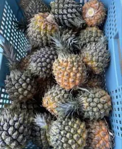 ［大特価］スナックパイン　超小玉　10玉（糖度17度以上）のサムネイル