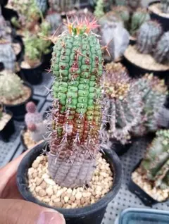 極美/超大株/塊根植物】ステファニア スベローサ 超巨大株 鉢植え