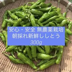 2026年最新】シシトウの人気アイテム - メルカリ