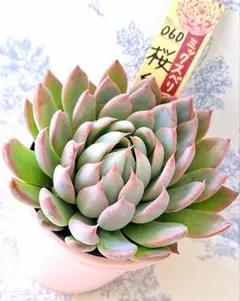 2025年最新】桜鬼 おらいさんの人気アイテム - メルカリ