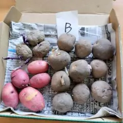 ぼんぐり様 リクエスト 2点 まとめ商品