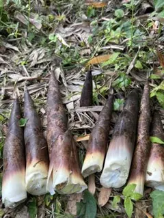 朝掘り真竹 たけのこ 産地直送 新鮮10kg 朝掘り筍 たけのこ 真竹1kg 産地直送⑥ - メルカリ