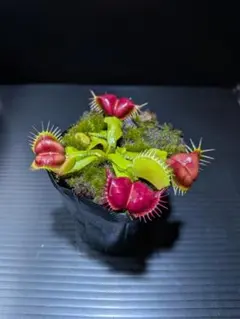 セファロタス ハマーズジャイアント 食虫植物 【匿名配送】 - メルカリ