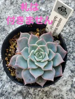 2025年最新】優木園の人気アイテム - メルカリ