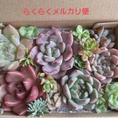 ④韓国苗　多肉植物詰め合わせセットカット苗。寄せ植えセット。多肉弁当　エケベリア