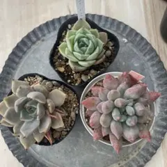 新入荷　赤魔王　エケベリア　多肉植物　1苗 新入荷 赤魔王 エケベリア 多肉植物 1苗 - メルカリ