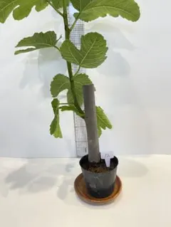 イチジク(ビオレソリエス)苗のサムネイル