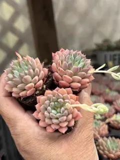 クリッシーエヌライアン 抜き苗 多肉植物 クリッシーNライアン - メルカリ