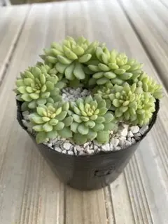 ❤️確認用❤️★F ミックスベリア❤️ウエディングベル❤️抜き苗♪✨メルカリ便✨札なし ❤️確認用❤️☆F ミックスベリア❤️ウエディングベル❤️抜き苗♪✨