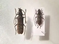 カミキリムシ標本❌3 210823-21.jpg