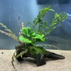 2025年最新】ボルビティス 水上の人気アイテム - メルカリ