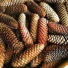 2026年最新】ドイツトウヒ松ぼっくりの人気アイテム - メルカリ