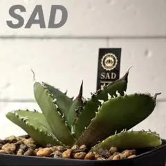 2025年最新】南アフリカダイヤモンド アガベの人気アイテム - メルカリ