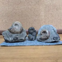 アンモナイト化石(501.502.503)