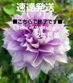 速達発送　クレマチス苗　パテンス系　☆薄紫の八重咲き☆■こちらで終了です■のサムネイル