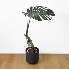 一点物】希少 モンステラ デリシオーサ 木質化 気根 根上がり 観葉植物
