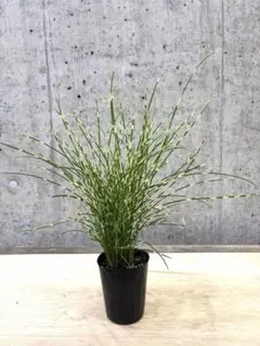♪ヒメタカノハススキ♪3.5号鉢直径約10.5㎝ 鉢底から葉先まで約48㎝