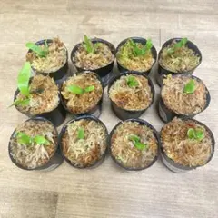 Yellow Moon dwarf Totoroなどビカクシダ胞子培養株35種 - メルカリ