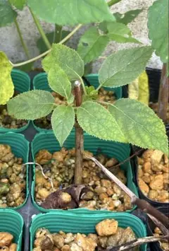 きなこ様 リクエスト 2点 まとめ商品