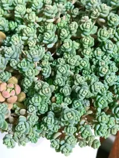 Tom様 リクエスト 5点 まとめ商品