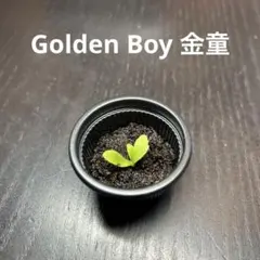 2025年最新】willinckii golden boyの人気アイテム - メルカリ