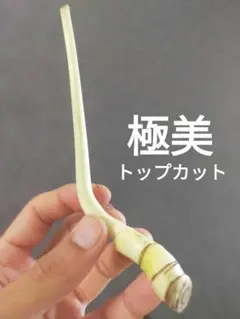 【J1】斑入りモンステラ ホワイトタイガー トップカット茎 成長点4つのサムネイル