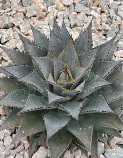 2026年最新】甲蟹 ハイブリッドの人気アイテム - メルカリ