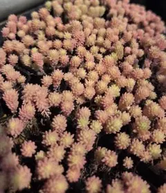多肉植物 斑入りパリダム　50カットのサムネイル