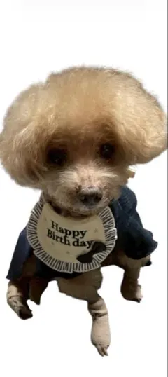 しーちゃん様専用•*¨*•.¸♬︎