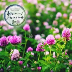 2026年最新】クローバー 種の人気アイテム - メルカリ