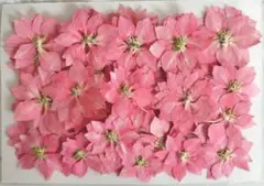 押し花 ピンク千鳥草40枚B