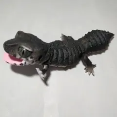 レオパードゲッコー（ブラックナイト）　いきもの大図鑑レプティ　爬虫類　フィギュア
