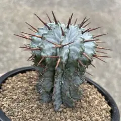 オプンチア ゴメイ オールドメキシコ オプンティア 団扇サボテン