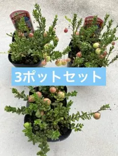クランベリー　ポット苗《7/29》ツルコケモモ　3ポットセットのサムネイル
