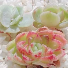 2025年最新】リラシナ錦の人気アイテム - メルカリ