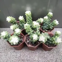 雪の結晶様 リクエスト 2点 まとめ商品