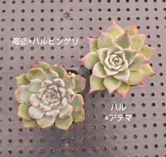 2025年最新】ハルビンゲリの人気アイテム - メルカリ