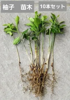 ベリー好き様 リクエスト 2点 まとめ商品