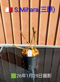 ● サラセニア S. MIHARA（三原）　正圓　 食虫植物