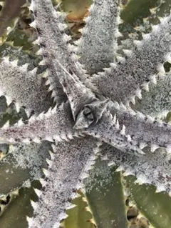 2026年最新】Dyckia ディッキアの人気アイテム - メルカリ