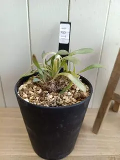 2026年最新】オトンナ レトロルサの人気アイテム - メルカリ