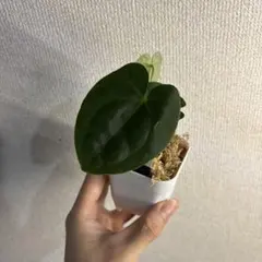 Anthurium AOS✖️RVDP斑入り - メルカリ