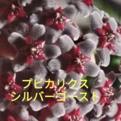 極斑】【フィロデンドロン イルセマニー①】木質化太い茎 株分け可能