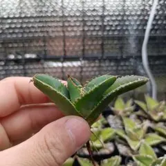 2026年最新】麻花龍の人気アイテム - メルカリ