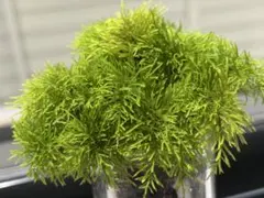 天然❗️フジノマンネングサ20本❗️①のサムネイル
