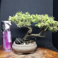 SOYO☆様 リクエスト 2点 まとめ商品