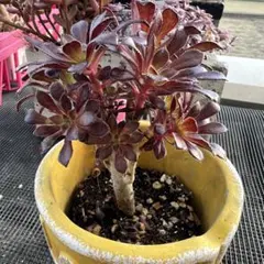 名無し様 リクエスト 2点 まとめ商品