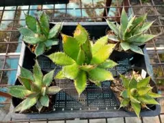 瑠璃ちょろりん様 リクエスト 2点 まとめ商品